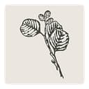 Alder & Ash Interiors logo