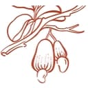 Maxwell Foods logo
